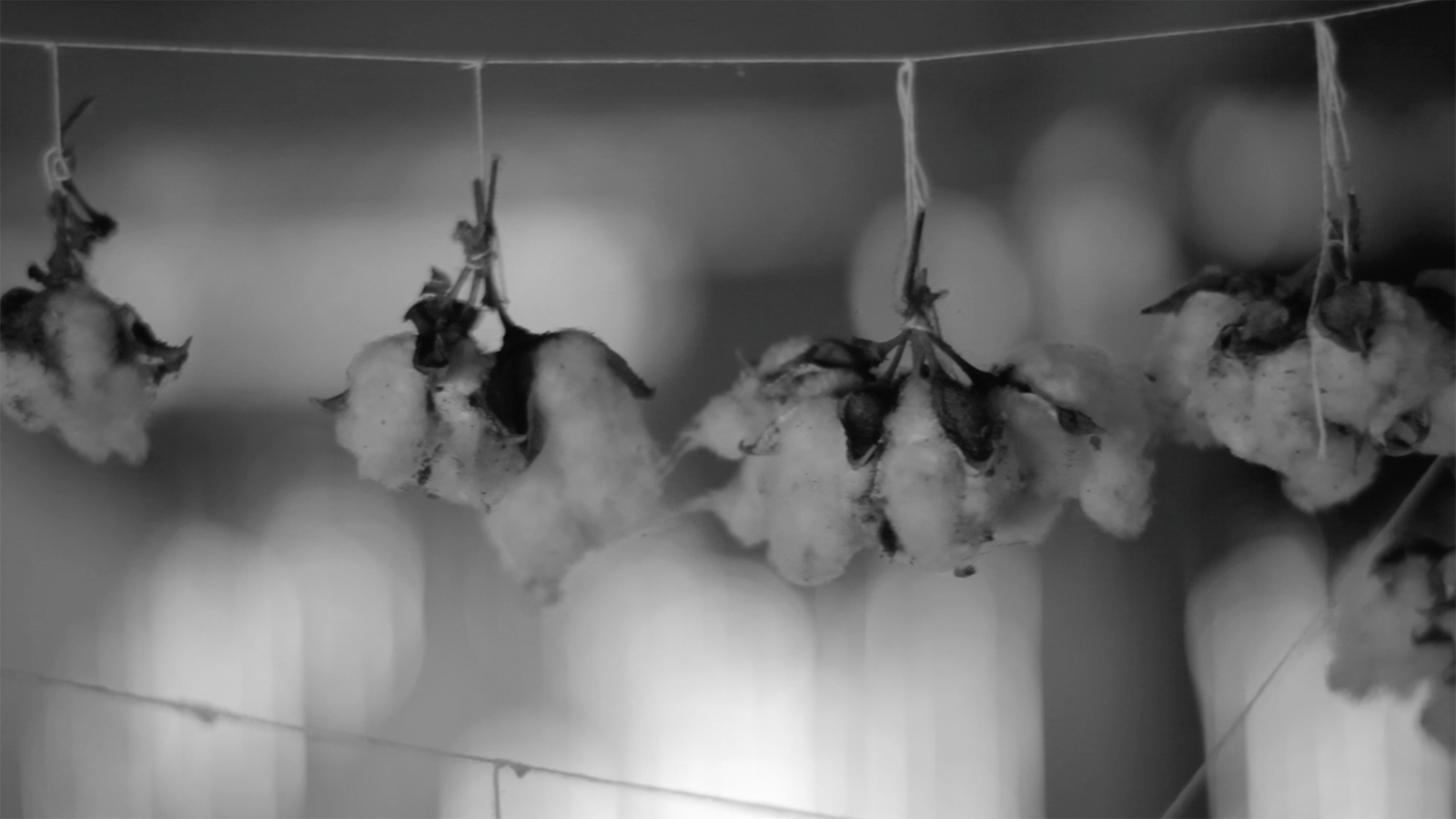 postal_cottonhandsbw